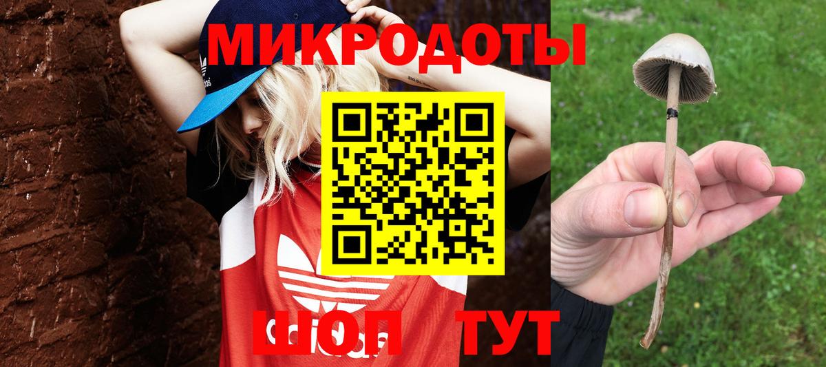 Псилоцибиновые грибы Psilocybine cubensis Минусинск